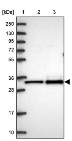 MRPL3 Antibody, Novus Biologicals 0.1mL; Unlabeled:Antibodies, Polyclonal