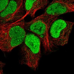 MRPL34 Antibody, Novus Biologicals 25 &mu;L, Unlabeled:Antibodies, Polyclonal