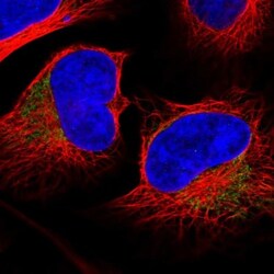 MRPL37 Antibody, Novus Biologicals:Antibodies:Primary Antibodies