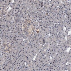 MRPL37 Antibody, Novus Biologicals:Antibodies:Primary Antibodies