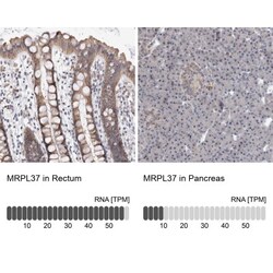 MRPL37 Antibody, Novus Biologicals:Antibodies:Primary Antibodies