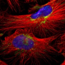 MRPL40 Antibody, Novus Biologicals:Antibodies:Primary Antibodies