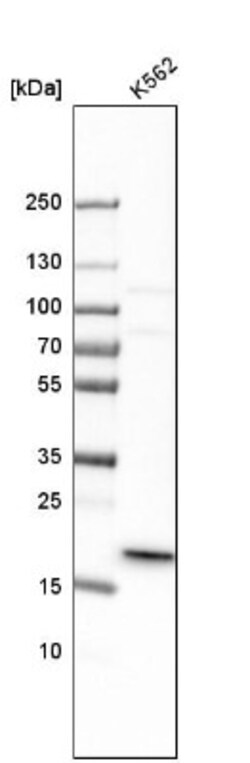 MRPL40 Antibody, Novus Biologicals:Antibodies:Primary Antibodies