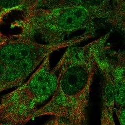 MRPL44 Antibody, Novus Biologicals:Antibodies:Primary Antibodies