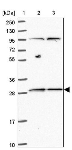 MRPL46 Antibody, Novus Biologicals 25 &mu;L; Unlabeled:Antibodies, Polyclonal