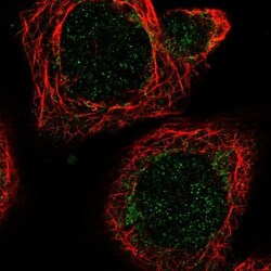 MRPL51 Antibody, Novus Biologicals 25 &mu;L; Unlabeled:Antibodies, Polyclonal