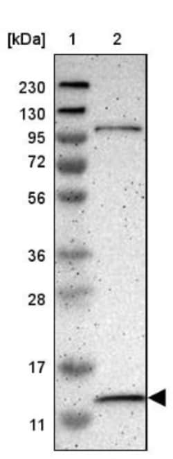 MRPL52 Antibody, Novus Biologicals:Antibodies:Primary Antibodies