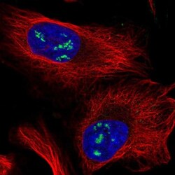 MRPL53 Antibody, Novus Biologicals 25 &mu;L, Unlabeled:Antibodies, Polyclonal