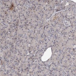 MRPS10 Antibody, Novus Biologicals 0.1mL; Unlabeled:Antibodies, Polyclonal