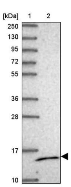 MRPS14 Antibody, Novus Biologicals 0.1mL; Unlabeled:Antibodies, Polyclonal