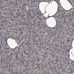 MRPS15 Antibody, Novus Biologicals:Antibodies:Primary Antibodies