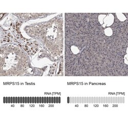 MRPS15 Antibody, Novus Biologicals:Antibodies:Primary Antibodies