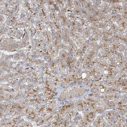 MRPS18A Antibody, Novus Biologicals 25 &mu;L; Unlabeled:Antibodies, Polyclonal