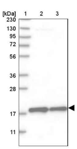 MRPS28 Antibody, Novus Biologicals 25 &mu;L; Unlabeled:Antibodies, Polyclonal