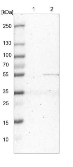 MRPS30 Antibody, Novus Biologicals 0.1mL; Unlabeled:Antibodies, Polyclonal