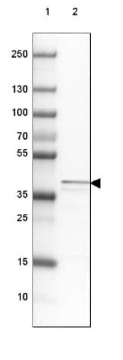 MRPS5 Antibody, Novus Biologicals:Antibodies:Primary Antibodies