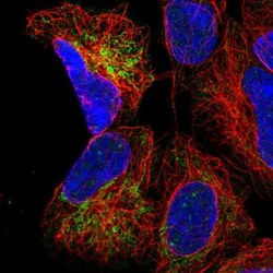 MRPS9 Antibody, Novus Biologicals:Antibodies:Primary Antibodies