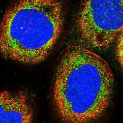 MRPS9 Antibody, Novus Biologicals 25 &mu;L, Unlabeled:Antibodies, Polyclonal