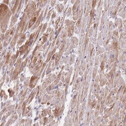 MRPS9 Antibody, Novus Biologicals:Antibodies:Primary Antibodies