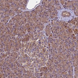 MRPS9 Antibody, Novus Biologicals 25 &mu;L, Unlabeled:Antibodies, Polyclonal