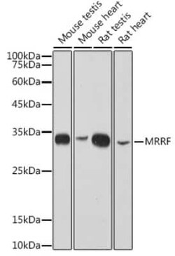 MRRF Rabbit anti-Human, Mouse, Rat, Clone: 1T5W1, Novus Biologicals 100 &mu;g | Buy Online | Novus Biologicals | Fisher Scientific