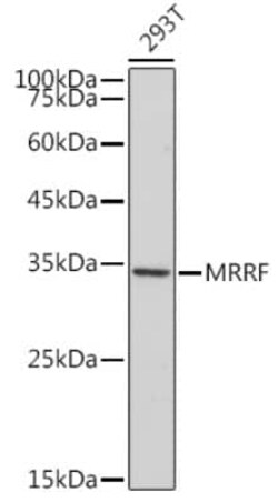 MRRF Rabbit anti-Human, Mouse, Rat, Clone: 1T5W1, Novus Biologicals 100 &mu;g | Buy Online | Novus Biologicals | Fisher Scientific