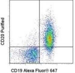 CD20 Antibody (AISB12) - BSA Free, Novus Biologicals 0.1mg; Unlabeled:Antibodies,