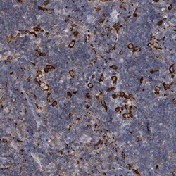 MS4A4A Antibody, Novus Biologicals 25 &mu;L; Unlabeled:Antibodies, Polyclonal