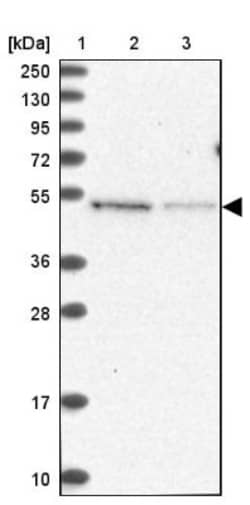 MSANTD2 Antibody, Novus Biologicals:Antibodies:Primary Antibodies