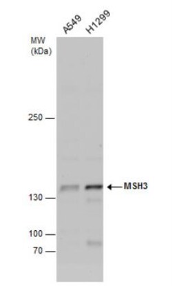 MSH3 Antibody, Novus Biologicals 0.1mL; Unlabeled:Antibodies, Polyclonal