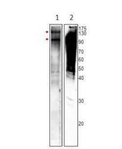 MSH4 Antibody, Novus Biologicals 100 &mu;g | Buy Online | Novus Biologicals | Fisher Scientific