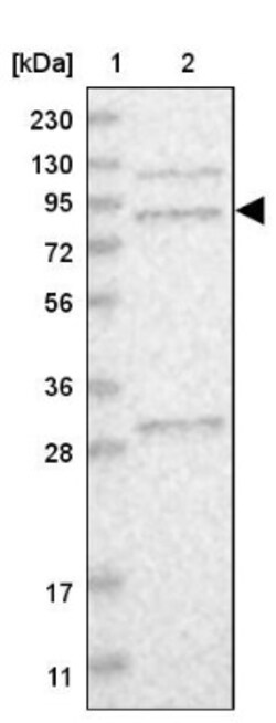 MSK2 Antibody, Novus Biologicals 0.1mL; Unlabeled:Antibodies, Polyclonal
