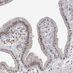 MSL1 Antibody, Novus Biologicals:Antibodies:Primary Antibodies