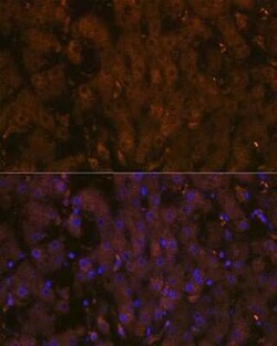 MSP/MST1 Rabbit anti-Human, Mouse, Rat, Clone: 5R7X2, Novus Biologicals