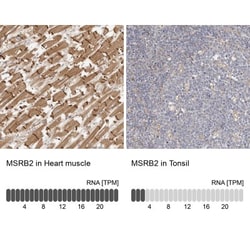 MSRB2 Antibody, Novus Biologicals 0.1mL; Unlabeled:Antibodies, Polyclonal