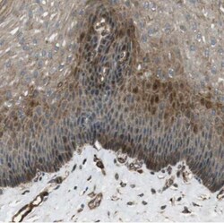 MSRB3 Antibody, Novus Biologicals:Antibodies:Primary Antibodies