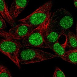 MSS4 Antibody, Novus Biologicals:Antibodies:Primary Antibodies