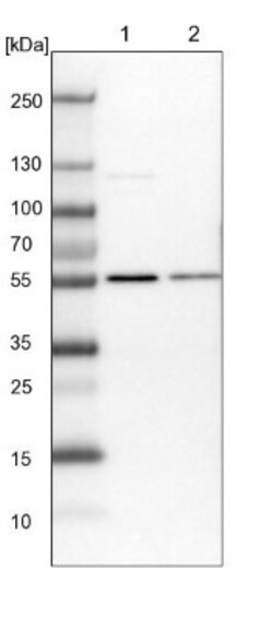 MST3 Antibody, Novus Biologicals:Antibodies:Primary Antibodies