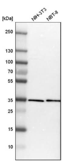 MSX2 Antibody, Novus Biologicals 0.1mL; Unlabeled:Antibodies, Polyclonal