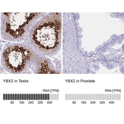 MSY2 Antibody, Novus Biologicals 0.1mL; Unlabeled:Antibodies, Polyclonal