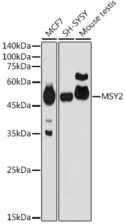 MSY2 Rabbit anti-Human, Mouse, Polyclonal, Novus Biologicals:Antibodies:Primary