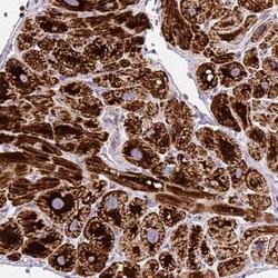 MT-CO2 Antibody, Novus Biologicals 0.1mL; Unlabeled:Antibodies, Polyclonal