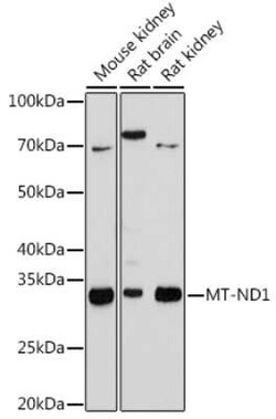 MT-ND1 Rabbit anti-Mouse, Rat, Clone: 5J5C8, Novus Biologicals 20 &mu;g;