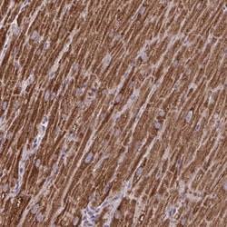 MT-ND3 Antibody, Novus Biologicals 0.1mL; Unlabeled:Antibodies, Polyclonal