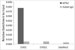 MTA2 Rabbit anti-Human, Clone: 9A5Y7, Novus Biologicals 100 &mu;g; Unconjugated:Antibodies,