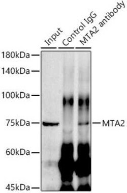 MTA2 Rabbit anti-Human, Clone: 9A5Y7, Novus Biologicals 100 &mu;g; Unconjugated:Antibodies,