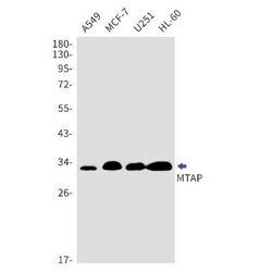 MTAP Rabbit anti-Human, Mouse, Rat, Clone: S07-5A0, Novus Biologicals:Antibodies:Primary