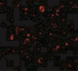MTBP Antibody, Novus Biologicals 0.025 mg | Buy Online | Novus Biologicals | Fisher Scientific