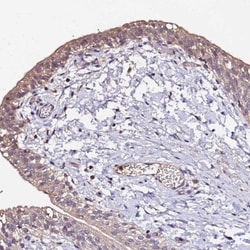 MTERF Antibody, Novus Biologicals 0.1mL; Unlabeled:Antibodies, Polyclonal