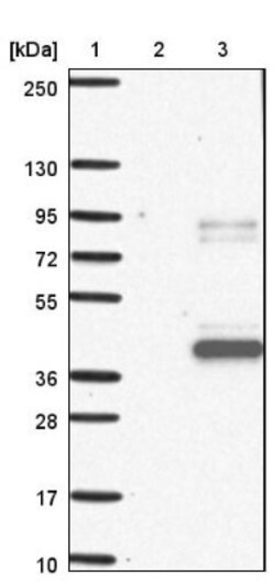 MTERF Antibody, Novus Biologicals 0.1mL; Unlabeled:Antibodies, Polyclonal